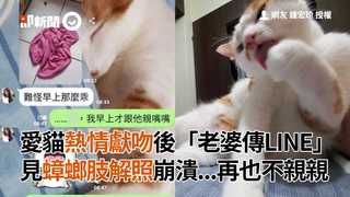 愛貓熱情獻吻後「老婆傳LINE」見蟑螂肢解照崩潰...再也不親親