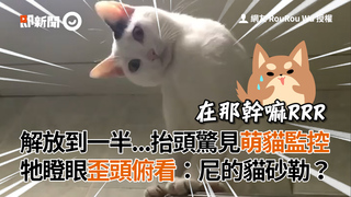 解放到一半...抬頭驚見萌貓監控 牠瞪眼歪頭俯看：尼的貓砂勒？
