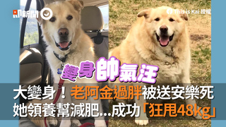 大變身！老阿金過胖被送安樂死　她領養幫減肥...成功「狂甩48kg」