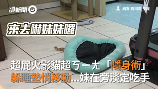 超屁火影貓超ㄎㄧㄤ「隱身術」　躲睡墊悄移動...妹在旁淡定吃手