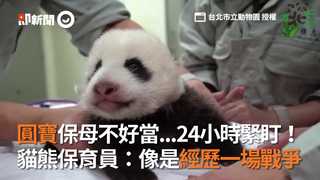 圓寶保母不好當...24小時緊盯！　貓熊保育員：像是經歷一場戰爭