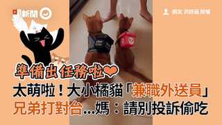 太萌啦！大小橘貓「兼職外送員」 兄弟打對台...媽：請別投訴偷吃