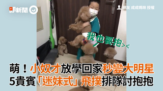 萌！小奴才放學回家秒變大明星　5貴賓「迷妹式」飛撲排隊討抱抱