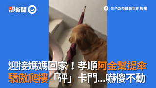 迎接媽媽回家！孝順阿金幫提傘 驕傲爬樓「砰」卡門...嚇傻不動