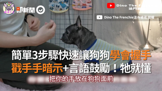 簡單3步驟快速讓狗狗學會握手　戳手手暗示+言語鼓勵！牠就懂