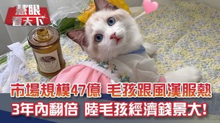 毛孩跟風漢服熱! 90後做貓咪漢服 月收破30萬!｜20200912慧眼看天下第113集-透視兩岸-EP113精華