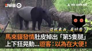 馬來貘發情肚皮掉出「第5隻黑腿」上下晃動...遊客：以為在大便！