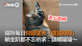 貓咪每日仰頭望天「虔誠拜拜」　躺坐趴都不忘祈求：請賜罐罐～