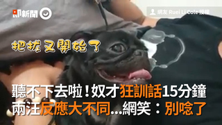 聽不下去啦！奴才狂訓話15分鐘 兩汪反應大不同...網笑：別唸了