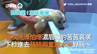 首次洗澡怕爆濃眉海豹苦苦哀求 下秒進去萌臉興奮踏水❤好玩～