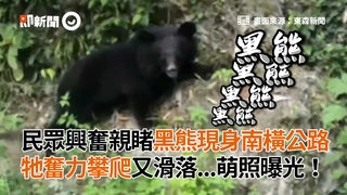 民眾興奮親睹黑熊現身南橫公路　牠奮力攀爬又滑落...萌照曝光！