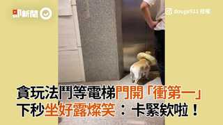 貪玩法鬥等電梯門開「衝第一」 下秒坐好露燦笑：卡緊欸啦！