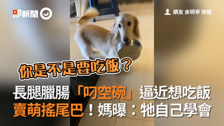 長腿臘腸「叼空碗」逼近想吃飯　賣萌搖尾巴！媽曝：牠自己學會