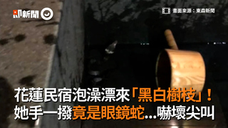 花蓮民宿泡澡漂來「黑白樹枝」！ 她手一撥竟是眼鏡蛇...嚇壞尖叫
