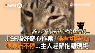 虎斑貓好奇心作祟「偷看切洋蔥」 眼淚流不停...主人趕緊抱離現場