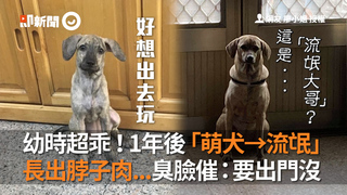 幼時超乖！1年後「萌犬→流氓」　長出脖子肉...臭臉催：要出門沒