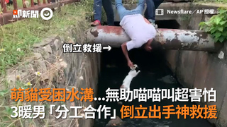 萌貓受困水溝...無助喵喵叫超害怕 3暖男「分工合作」倒立出手神救援
