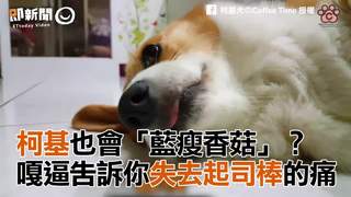 柯基也藍瘦香菇　嘎逼失去起司棒痛