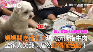 媽媽問吃什麼？瑪爾濟斯指牛肉 全家人笑翻：居然聽得懂台語！
