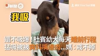 還不吸爆！杜賓幼犬每天睡前行程 猛吸被被爽抖嘴邊肉...媽嘆：戒不掉
