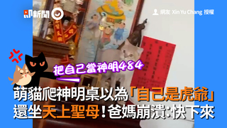 萌貓爬神明桌以為「自己是虎爺」　還坐天上聖母！爸媽崩潰：快下來