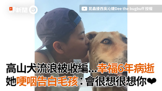 高山犬流浪被收編...幸福6年病逝 她哽咽告白毛孩：會很想很想你❤
