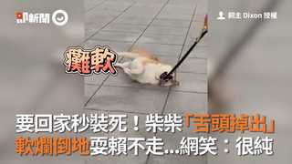 要回家秒裝死！柴柴「舌頭掉出」　軟爛倒地耍賴不走...網笑：很純