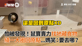 怕被發現！鼠寶賣力找地藏食物 繞一大圈回原點...媽笑：要去哪？