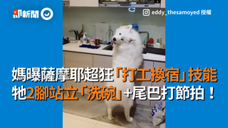 媽曝薩摩耶超狂「打工換宿」技能 牠2腳站立「洗碗」+尾巴打節拍！