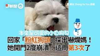回家「粉紅狗頭」探出嚇爛媽！ 她開門2度崩潰：這周第3次了