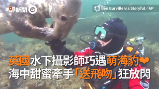 英國水下攝影師巧遇萌海豹❤　海中甜蜜牽手「送飛吻」狂放閃