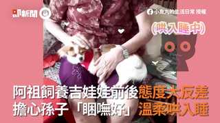 阿祖飼養吉娃娃前後態度大反差　擔心孫子「睏嘸好」溫柔哄入睡
