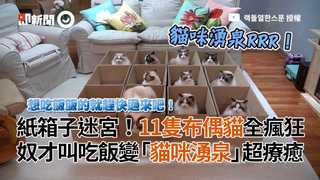 紙箱子迷宮！11隻布偶貓全瘋狂　奴才叫吃飯變「貓咪湧泉」超療癒
