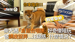 柴犬遇「倉鼠合唱團」好奇傻陪玩　爸調皮捉弄...汪疑惑：什麼情況？