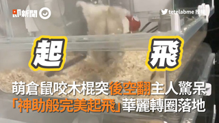 萌倉鼠咬木棍突後空翻主人驚呆　「神助般完美起飛」華麗轉圈落地