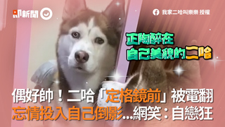 偶好帥！二哈「定格鏡前」被電翻 忘情投入自己倒影...網笑：自戀狂