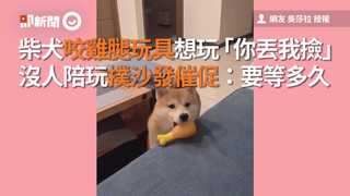柴犬咬雞腿玩具想玩「你丟我撿」　沒人陪玩撲沙發催促：要等多久