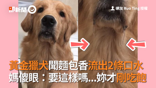 黃金獵犬聞麵包香流出2條口水 媽傻眼：要這樣嗎...妳才剛吃飽