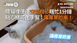 傻貓埋便便空氣撥砂瞎忙1分鐘　貼心橘哥出手幫：讓專業的來！