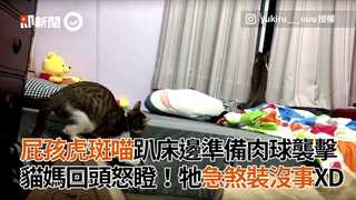 屁孩虎斑貓趴床邊準備肉球襲擊　貓媽回頭怒瞪！牠急煞裝沒事XD