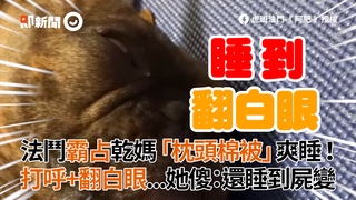 法鬥霸占乾媽「枕頭棉被」爽睡！　打呼+翻白眼...她傻：還睡到屍變