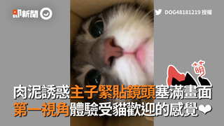 肉泥誘惑主子緊貼鏡頭塞滿畫面　第一視角體驗受貓歡迎的感覺❤
