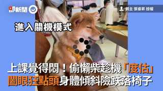 上課覺得悶！偷懶柴趁機「度估」　闔眼狂點頭身體傾斜險跌落椅子