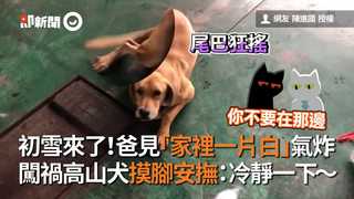 初雪來了！爸見「家裡一片白」氣炸　闖禍高山犬摸腳安撫：冷靜一下～