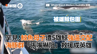 罕見！鯨魚母子遭5雄鯨強逼交配 海豚群「張嘴嚇阻」救援成英雄