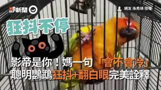 影帝是你！媽一句「會不會冷」　聰明鸚鵡狂抖+翻白眼完美詮釋
