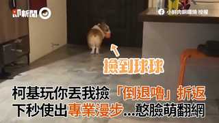 柯基玩你丟我撿「倒退嚕」折返　下秒使出專業漫步...憨臉萌翻網