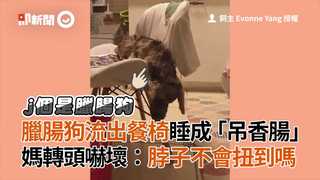 臘腸狗流出餐椅睡成「吊香腸」媽轉頭嚇壞：脖子不會扭到嗎