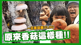 妮什麼毛-香菇怎麼種？一日香菇農體驗！跟手掌一樣大的香菇
