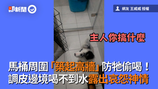 馬桶周圍「築起高牆」防偷喝！　調皮邊境喝不到水露出哀怨神情